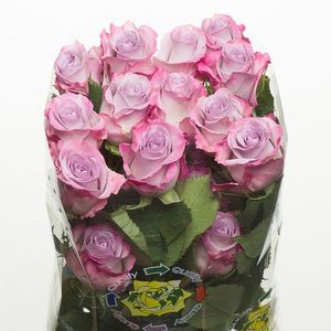 ROSE PURPLE HAZE 50